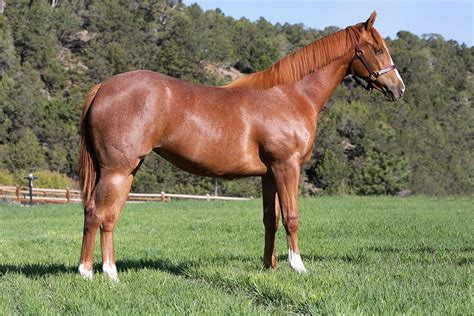 Perfect SAFE Pleasure Horse for Sale. . Yearling quarter horses for sale